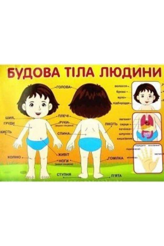 Плакат.Будова тіла людини