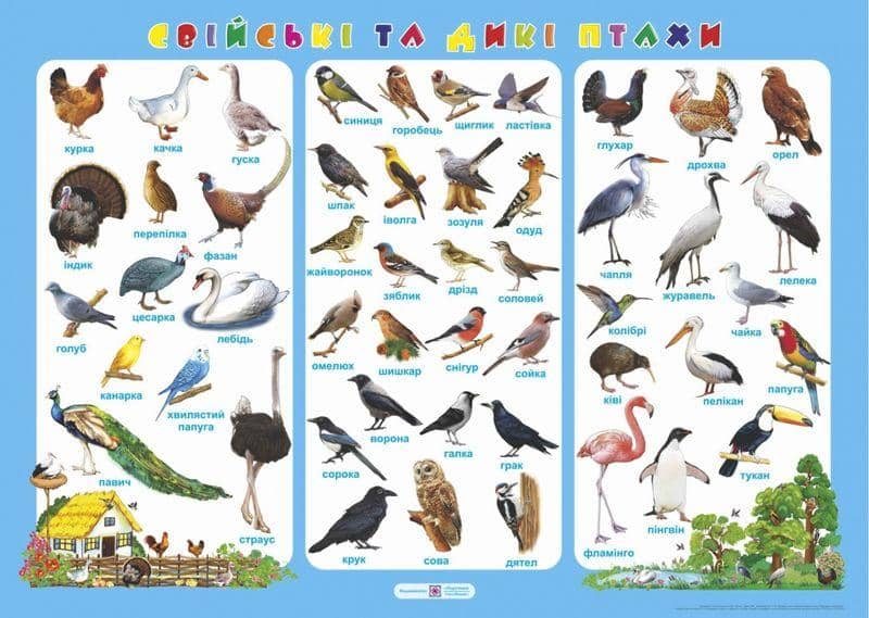 Плакат. Свійські та дикі птахи