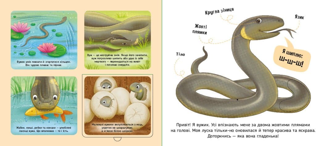 Познайомся і погладь. Лісові тварини, фото - 2