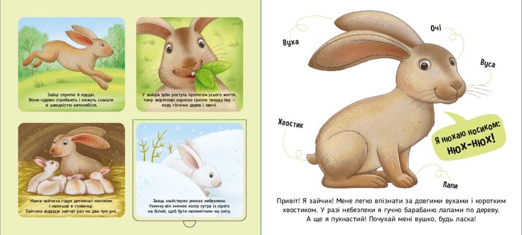 Познайомся і погладь. Лісові тварини, фото - 3