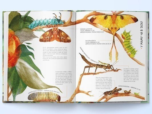 Комахи на всі 100%, фото - 2