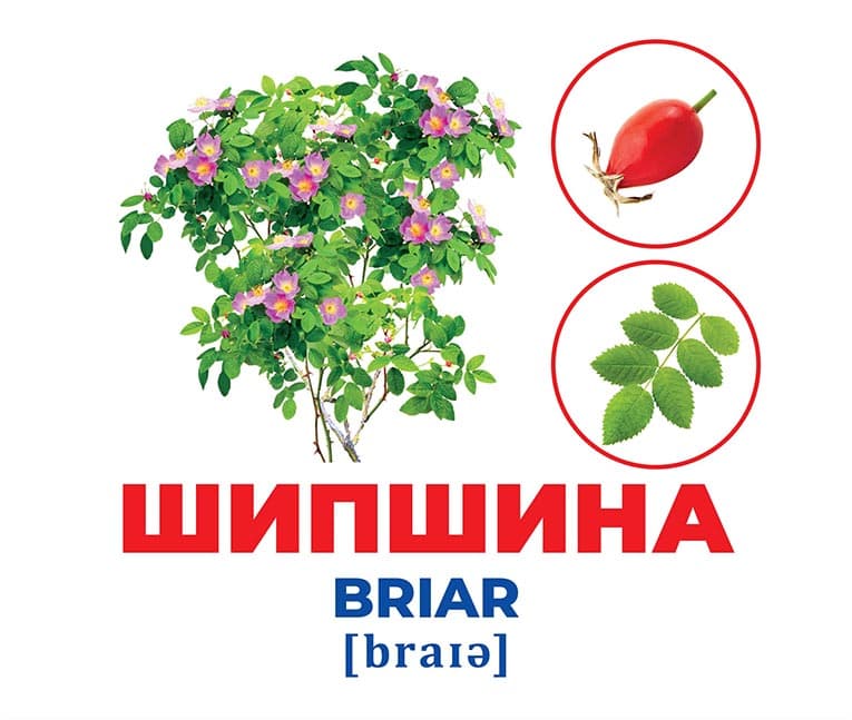 Геній з пелюшок.Дерева та кущі, фото - 3