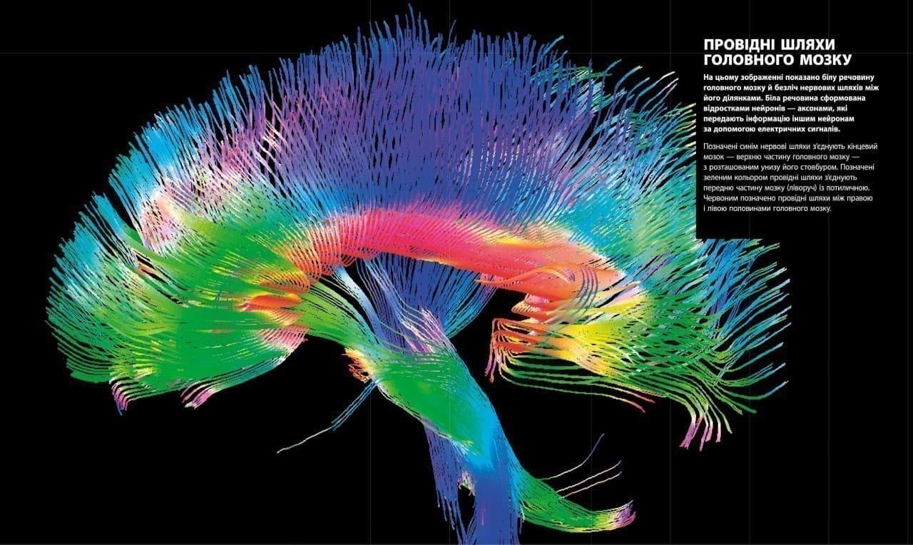 Енциклопедія знань. Тіло людини, фото - 2