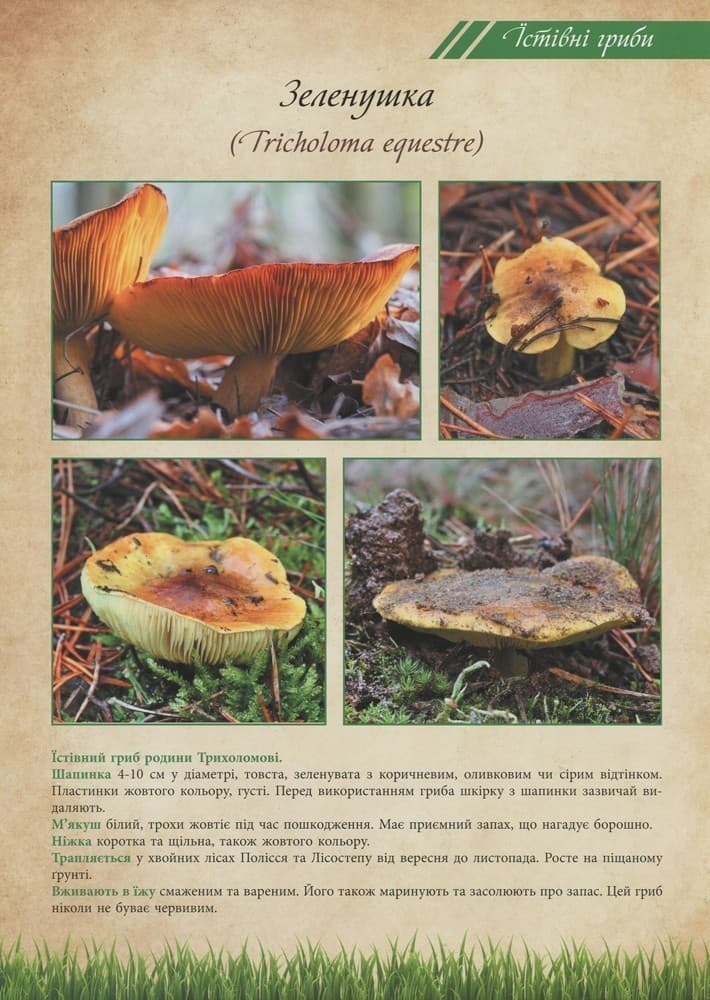 Грибі їстівні та отруйні, фото - 3