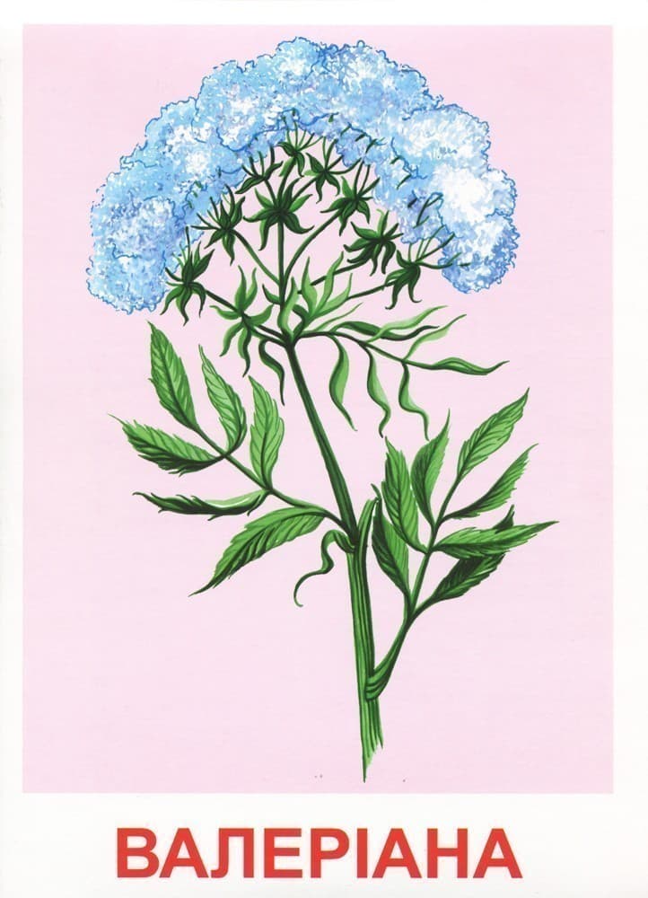 Розповімо дітям.Про лікарські рослини, фото - 3