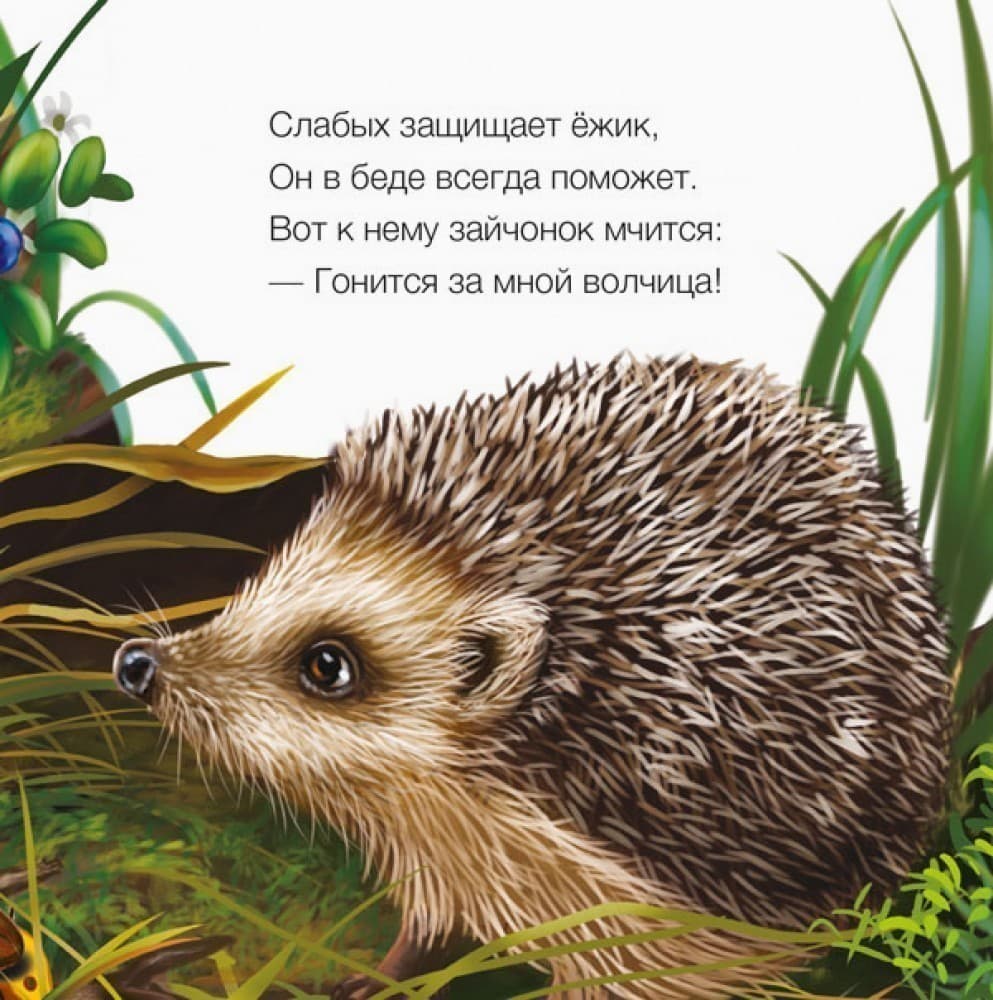 Ёжик, фото - 2