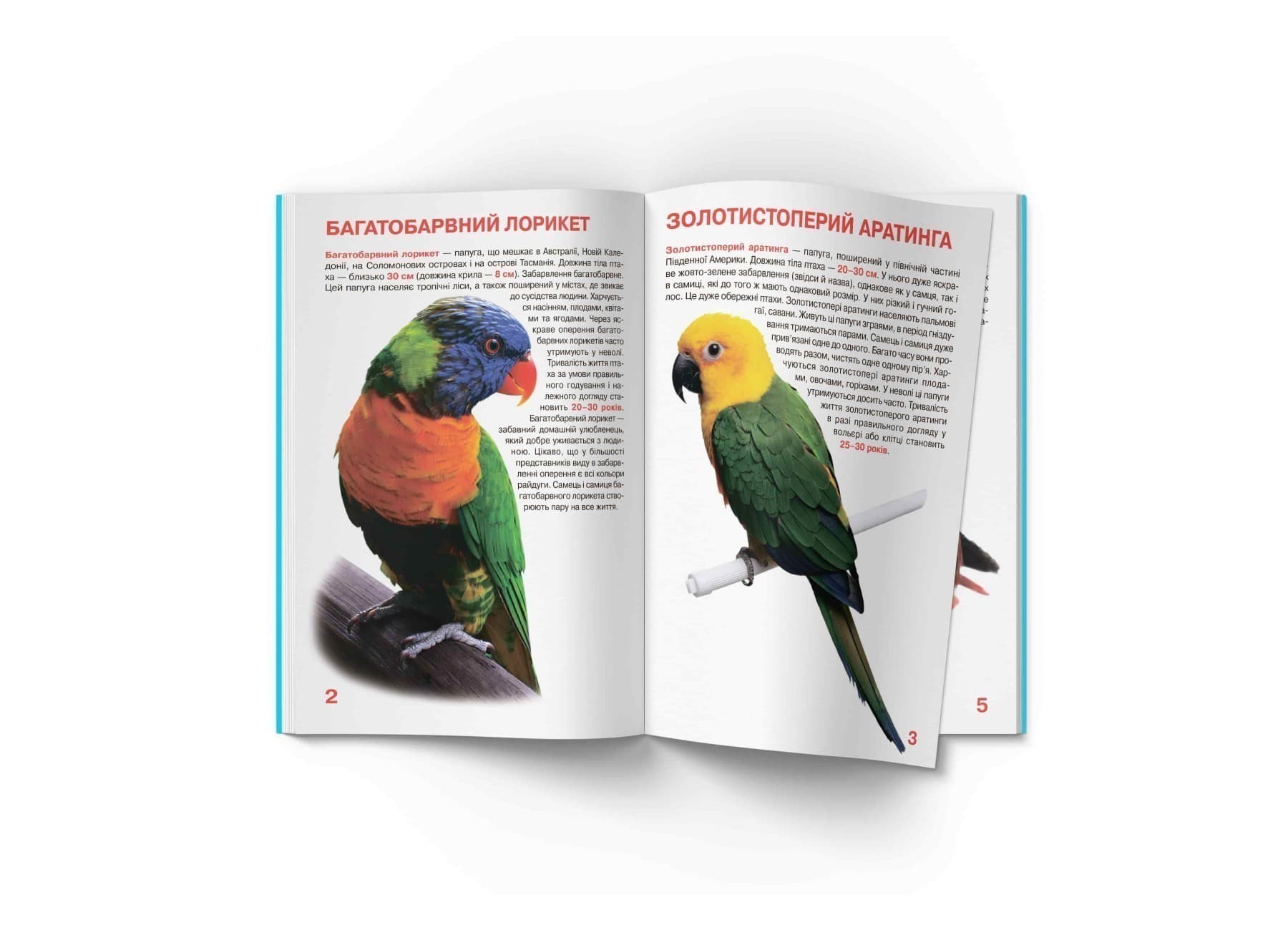 Велика книжка. Папуги, фото - 2
