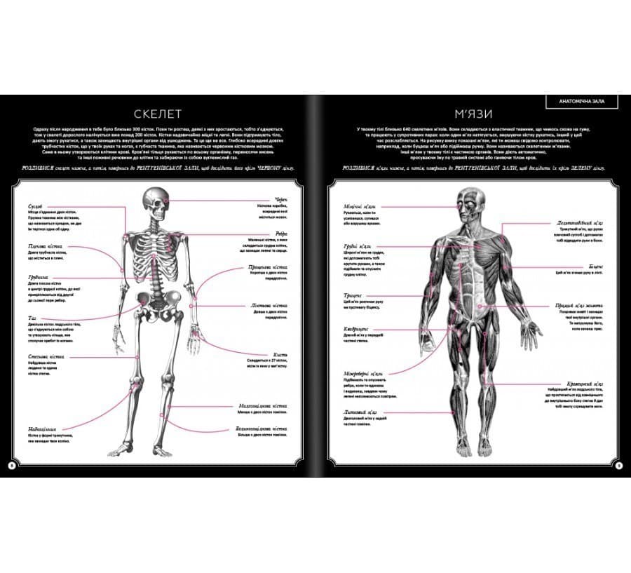 Прихований світ людського тіла Кейт Дейвіс, фото - 3