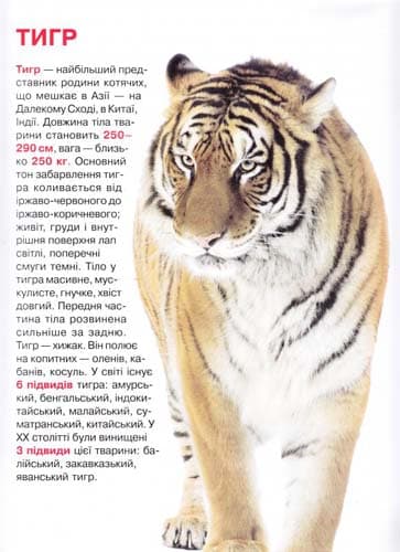 Велика книжка. Дикі кішки, фото - 2