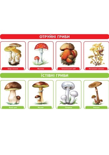 Комплекс практичних матеріалів з БЖД, фото - 2