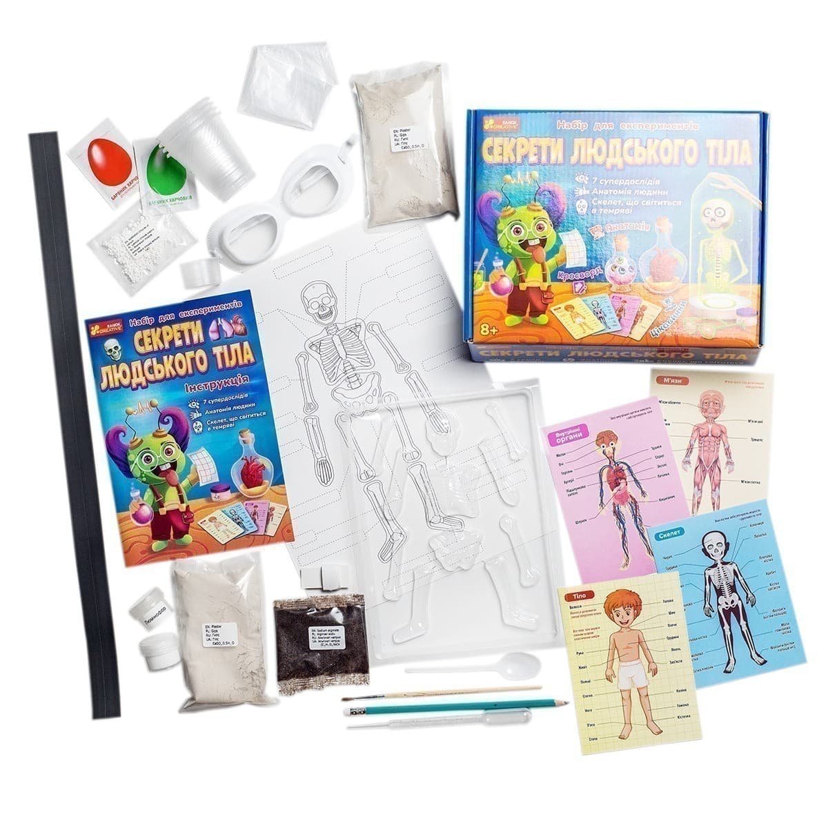 Наукова гра.Секрети людського тіла, фото - 3