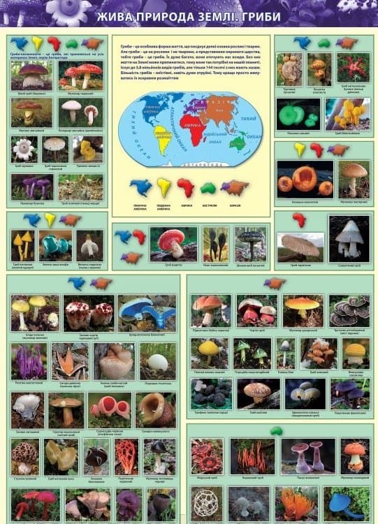 Жива природа землі. Гриби. Навчальний плакат для початкової школи на планках., фото - 1