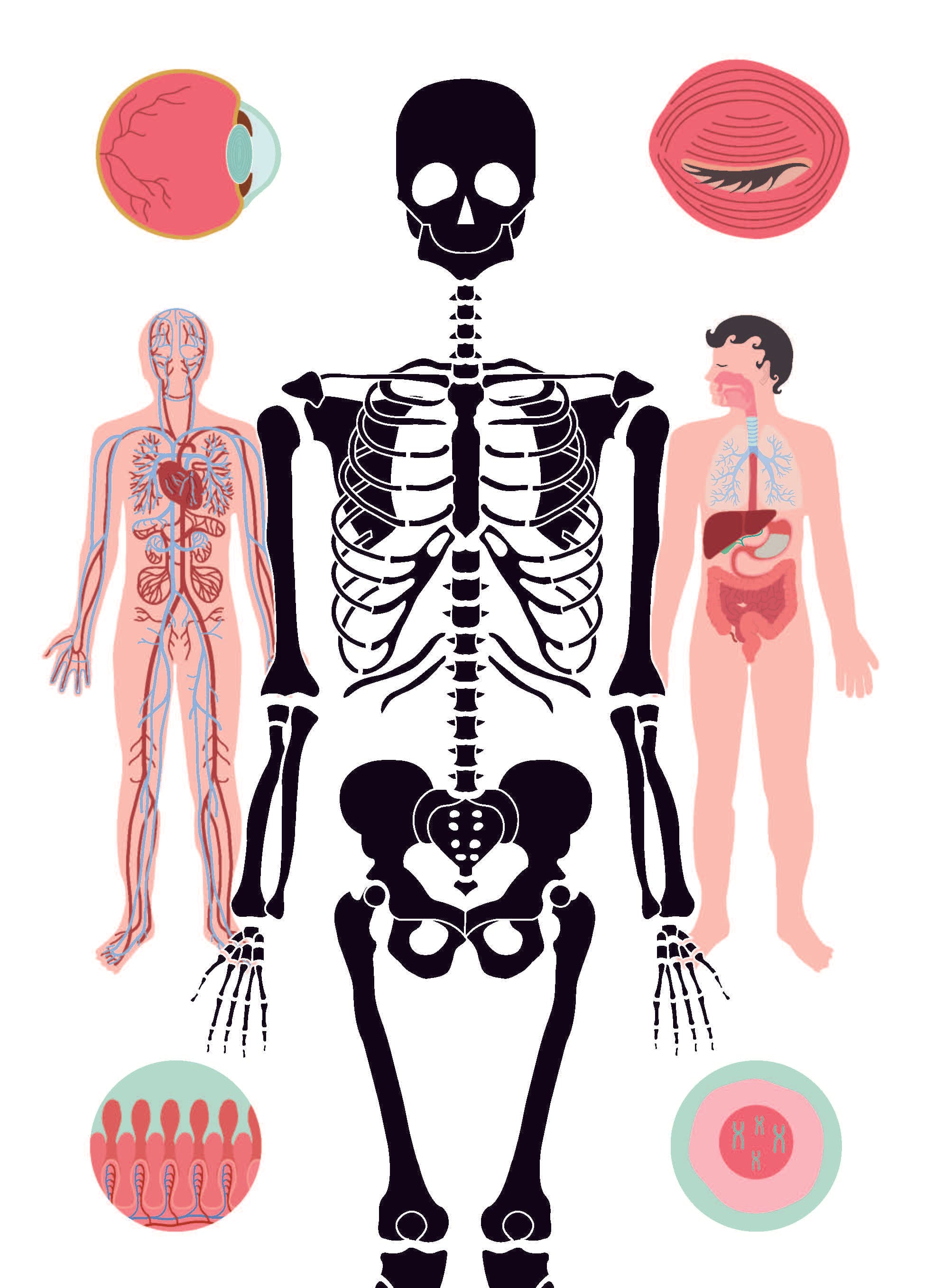 Тіло людини. Таємниці нашого тіла та дивовижні факти про нього, фото - 3