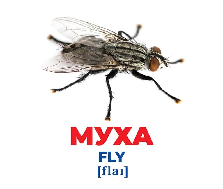 Геній з пелюшок.Комахи, фото - 3