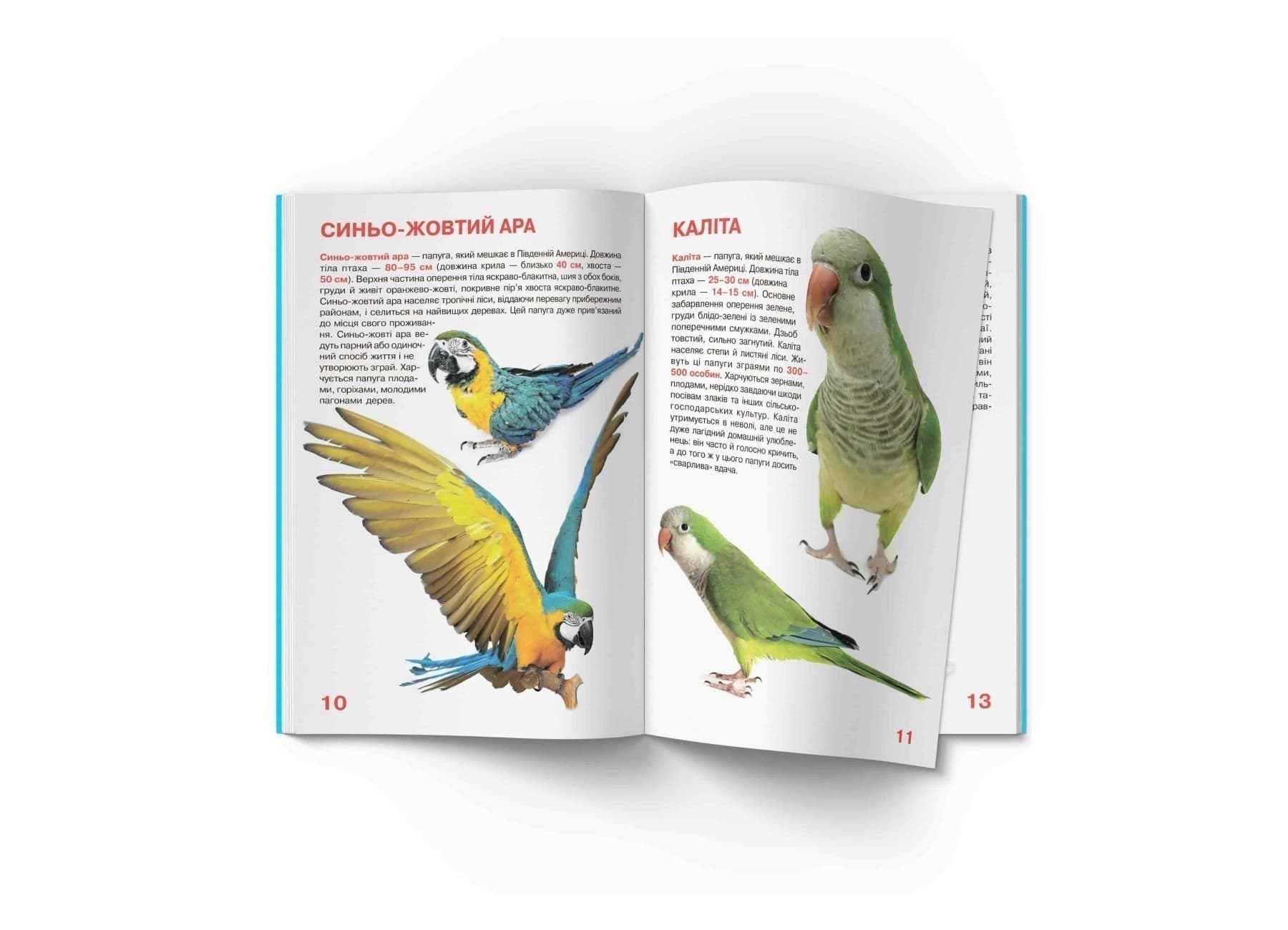 Велика книжка. Папуги, фото - 2