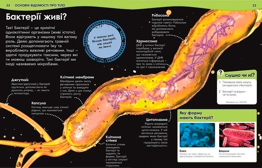 Чому кров червона? І ще 101 чому про людське тіло, фото - 3