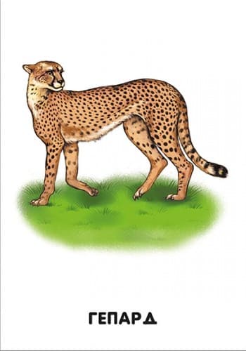 Прогулка по зоопарку, фото - 2