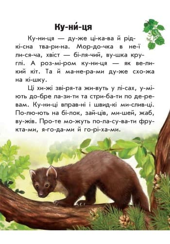 Читаємо по складах. Тваринний світ лісів, фото - 2