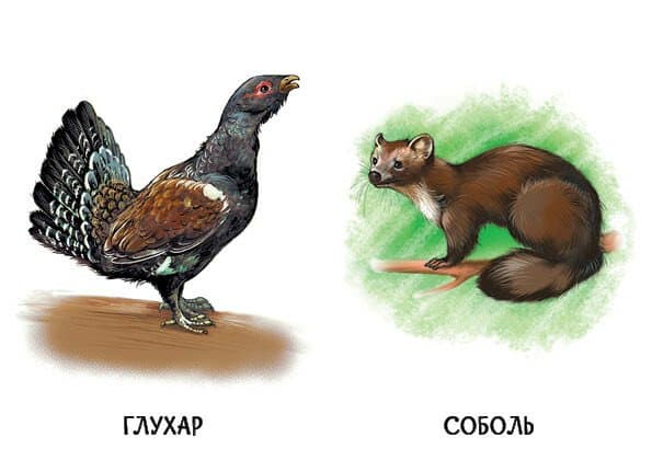 22 картинки. Улюблені тварини, фото - 2