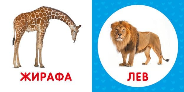Перша книжка малюка. Дикі тварини, фото - 3