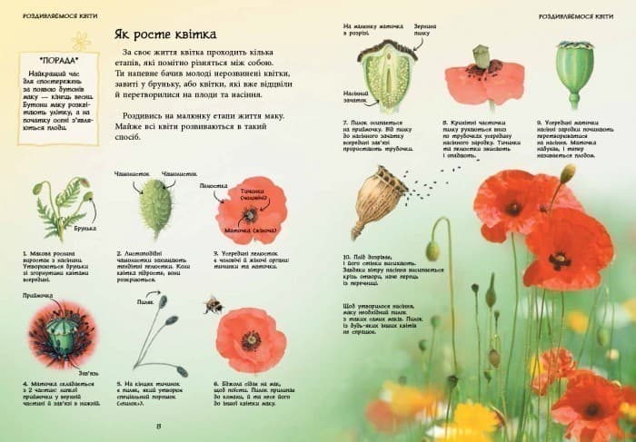 Дикі квіти, фото - 3