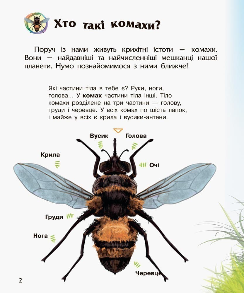 Комахи, фото - 2