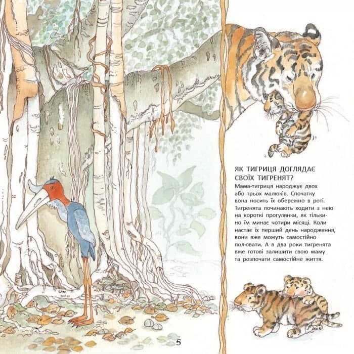 Тигреня Сілія, фото - 3