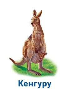 Світ тварин, фото - 3