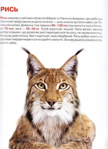 Велика книжка. Дикі кішки, фото - 3