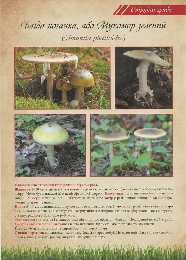 Грибі їстівні та отруйні, фото - 1