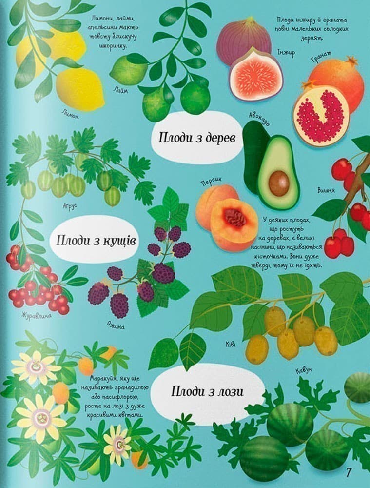 Усе починається з насіння, фото - 3