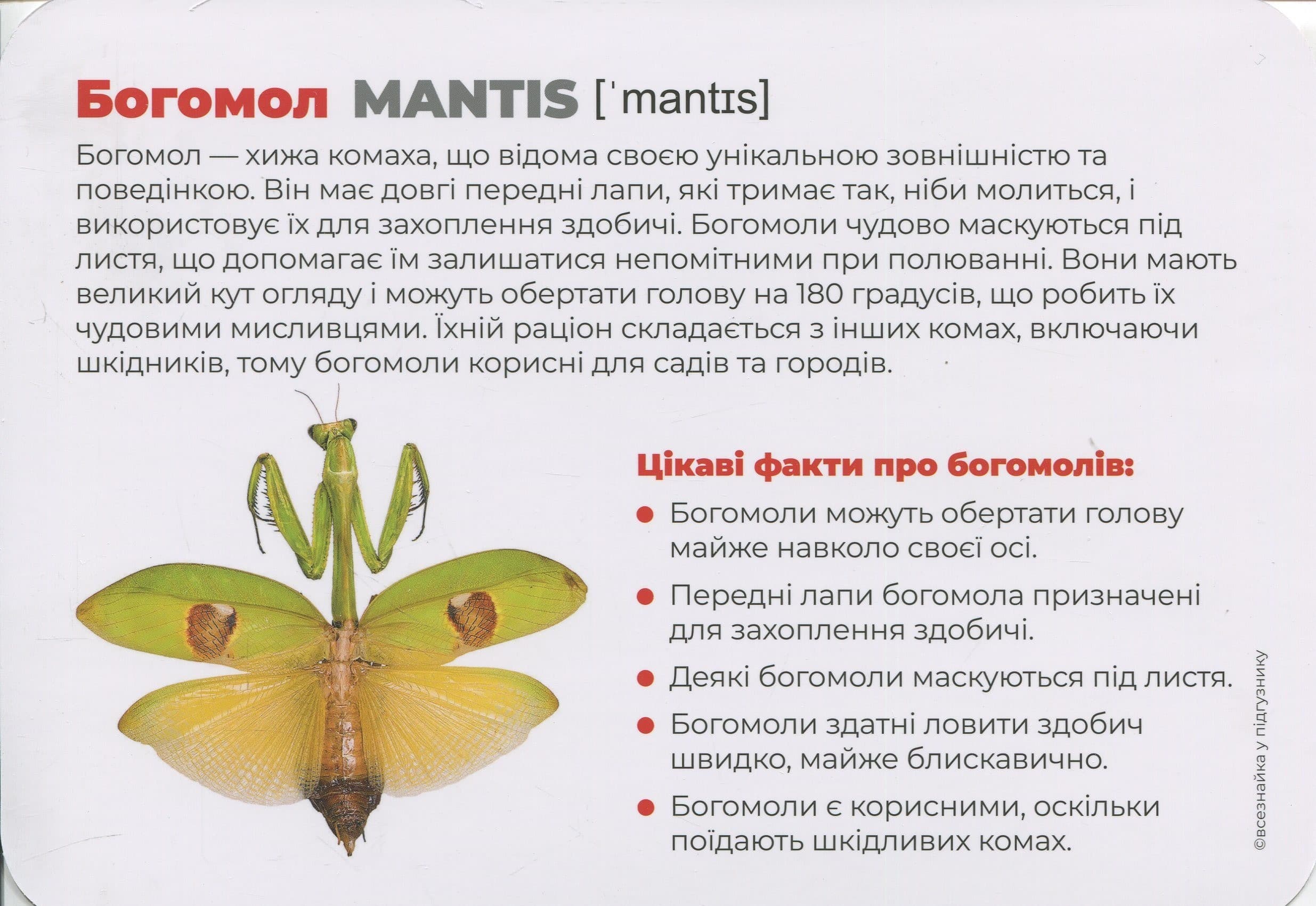 Комахи. Маленькі герої великого лісу. Монтессорі-картки, фото - 3