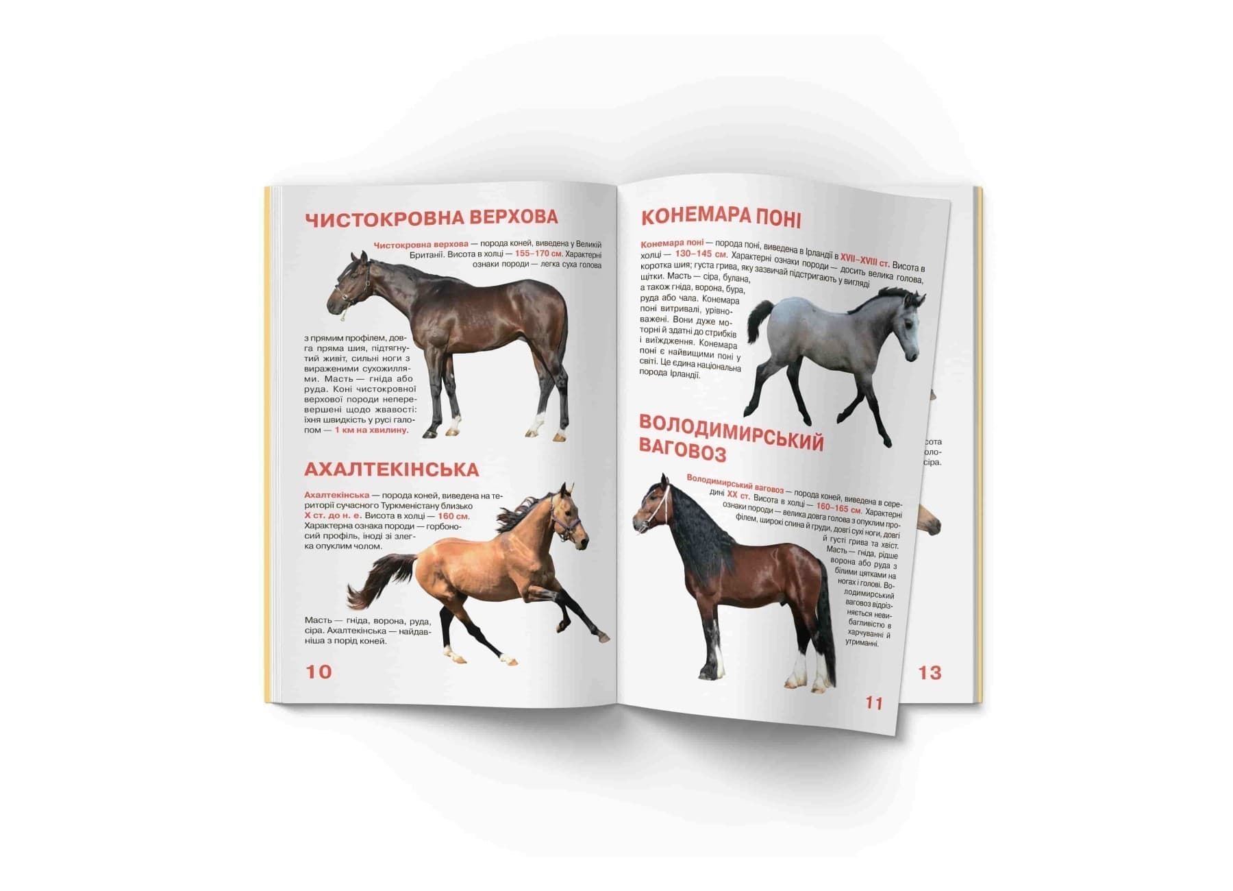Велика книжка. Коні і поні, фото - 2