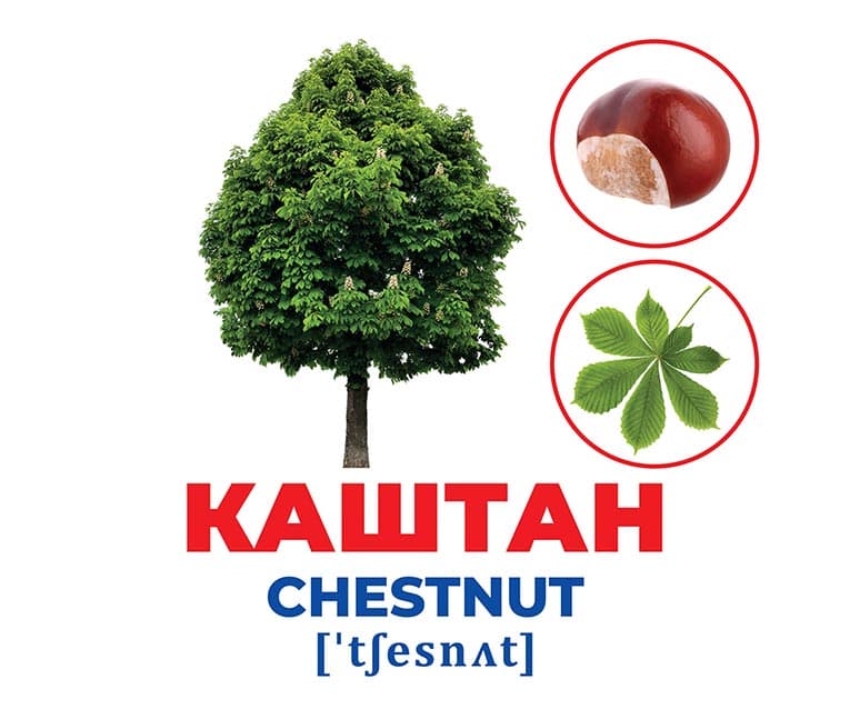 Геній з пелюшок.Дерева та кущі, фото - 2