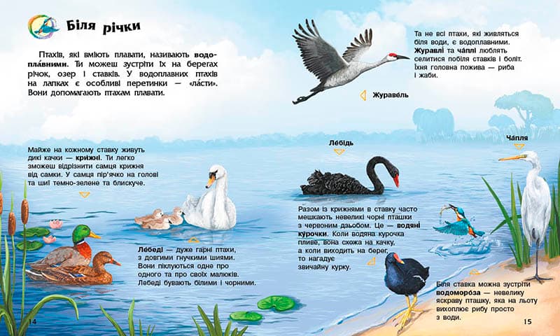 Птахи, фото - 2