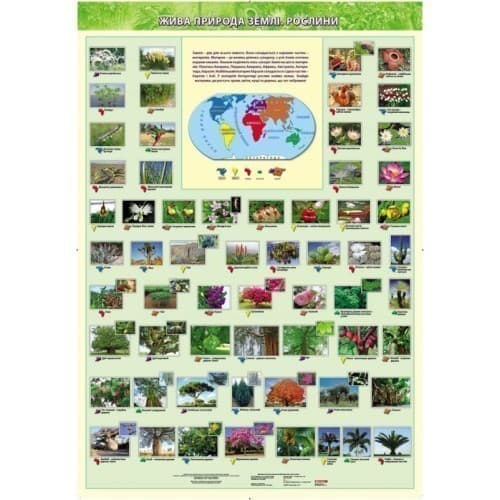 Жива природа землі. Рослини.  Навчальний плакат для початкової школи на планках., фото - 1