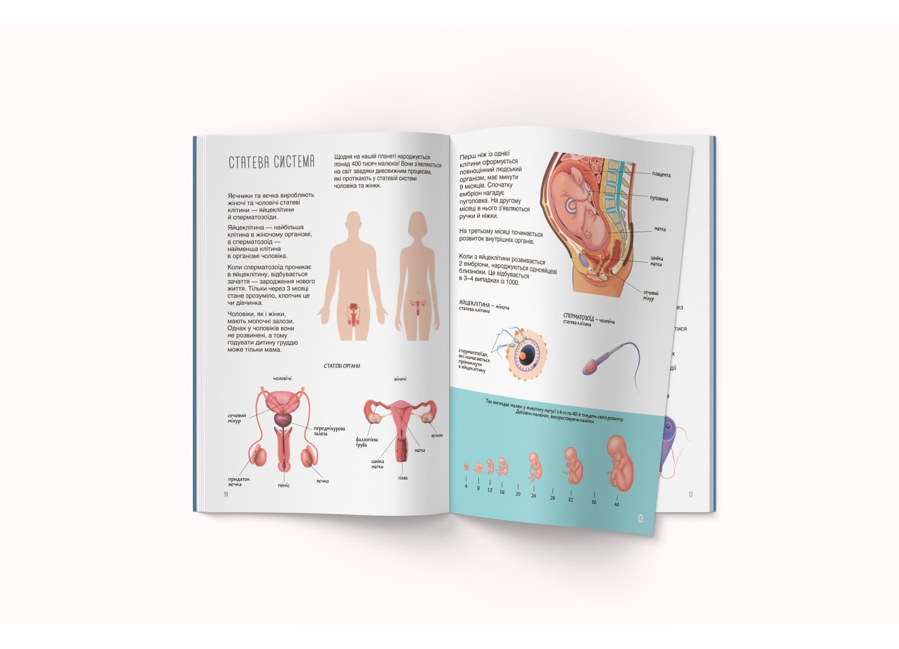 Книжка з наліпками. Тіло людини, фото - 3