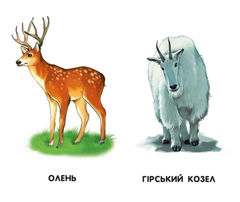 Улюблені тварини, фото - 3