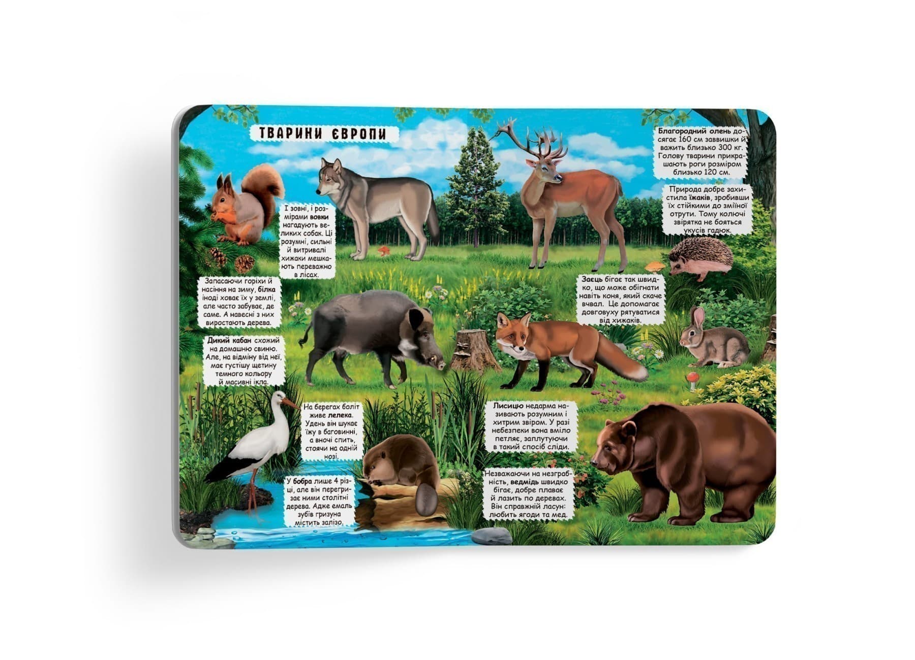 Книжка з секретними віконцями. Відкрий та дізнайся.Тварини планети Земля, фото - 2