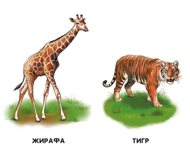 Прогулянка зоопарком, фото - 2