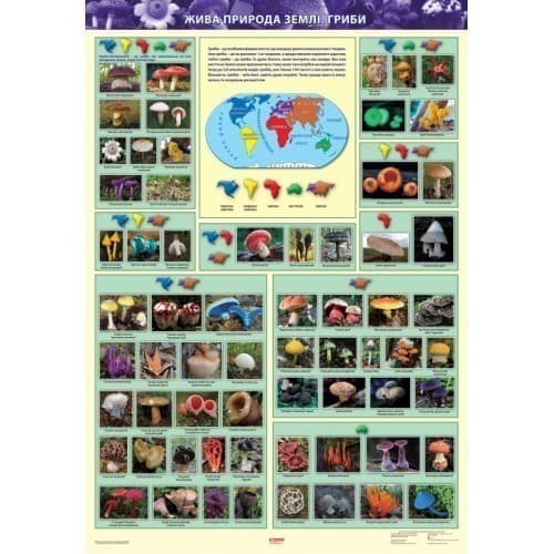 Жива природа землі. Гриби. Навчальний плакат для поч. школи, фото - 1
