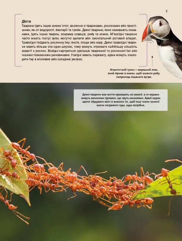Велика книга тварин, фото - 3