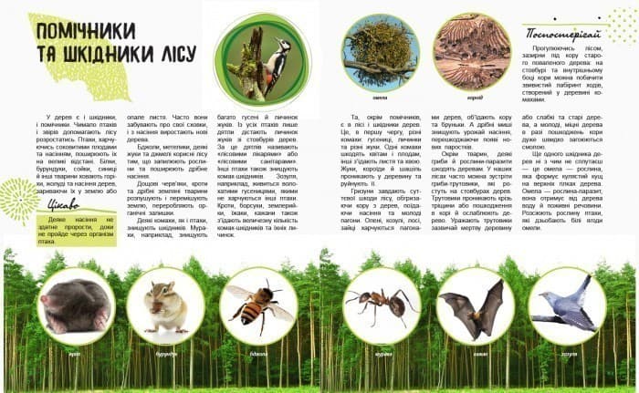 Життя лісу, фото - 2