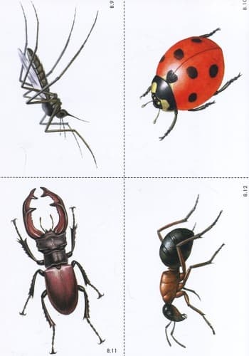 Слово до слова — звучить рідна мова. Старший вік. Комплект: Демонстраційні матеріали + Посібник, фото - 2