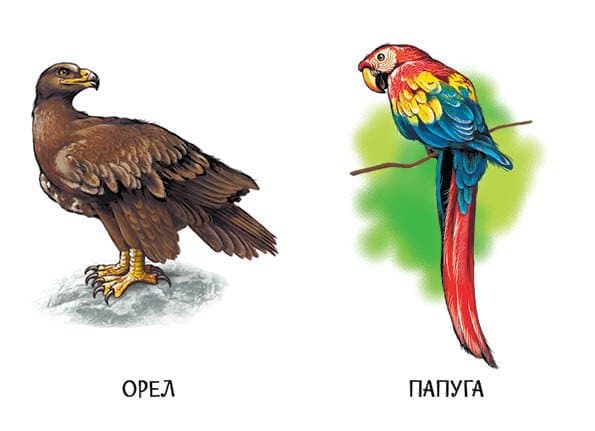 22 картинки. Улюблені тварини, фото - 3