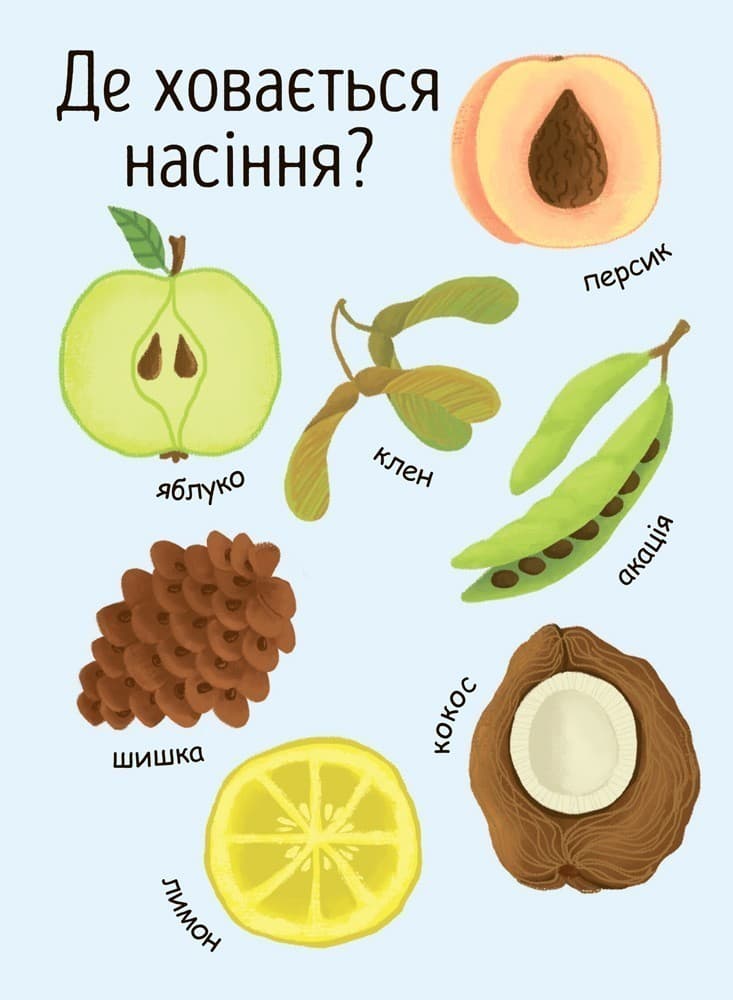 Як виростає дерево?, фото - 2