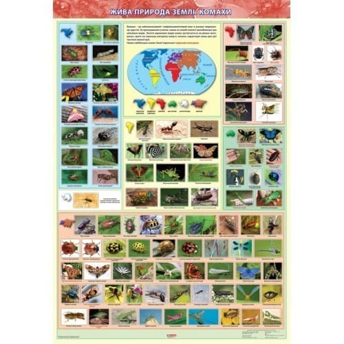 Жива природа землі. Комахи. Навчальний плакат для початкової школи., фото - 1