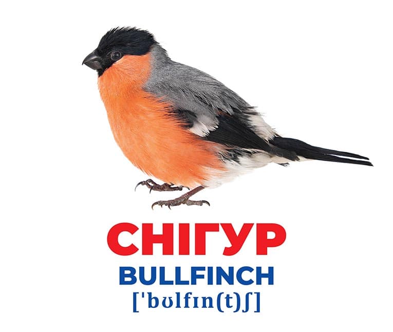 Геній з пелюшок.Птахи України, фото - 2