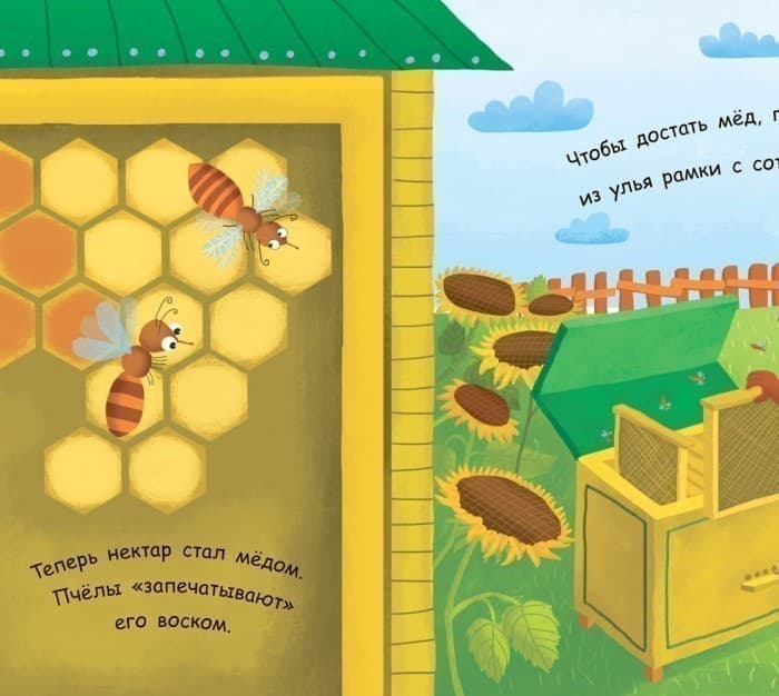 Как получается мёд?, фото - 3