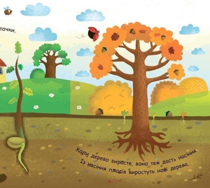 Як виростає дерево?, фото - 3